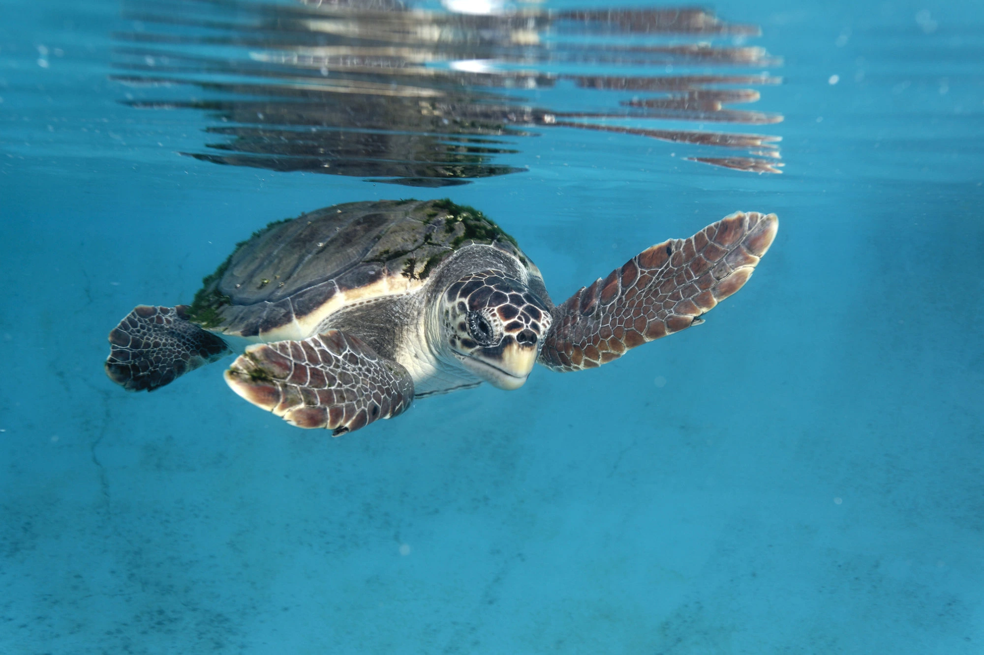 Sea turtle swimming in Costa Rica